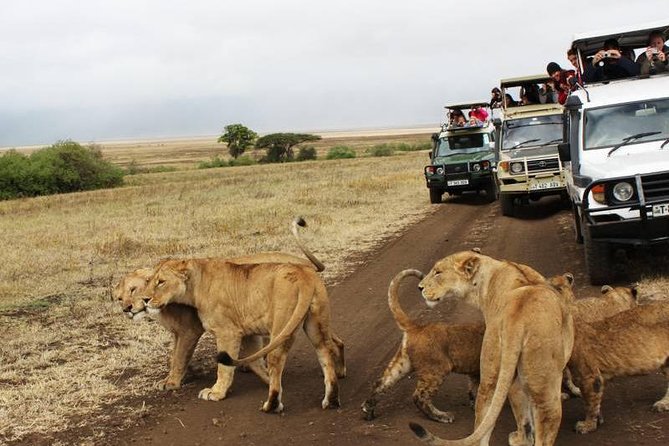 3-Days Tanzania Safari Tours - Cancellation and Confirmation