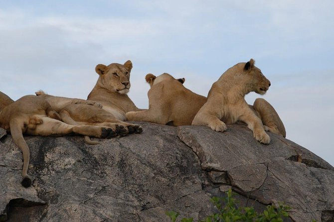 3 Days Tarangire, Manyara & Ngorongoro Budget Lodge Safari Tour Tanzania - Included Activities