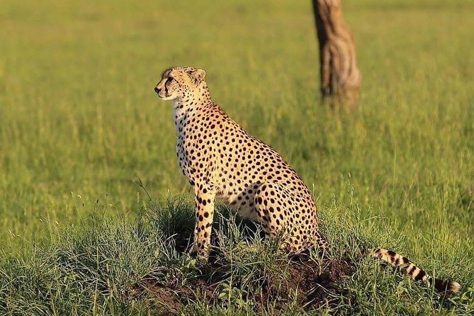 3 Days Tarangire, Ngorongoro & Lake Manyara Package - Inclusions and Amenities