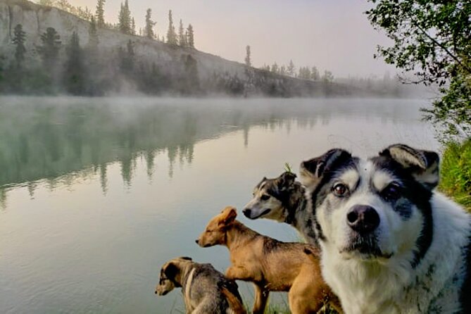 3 Days Tour Fall Color in Yukon From Whitehorse - Tour Requirements