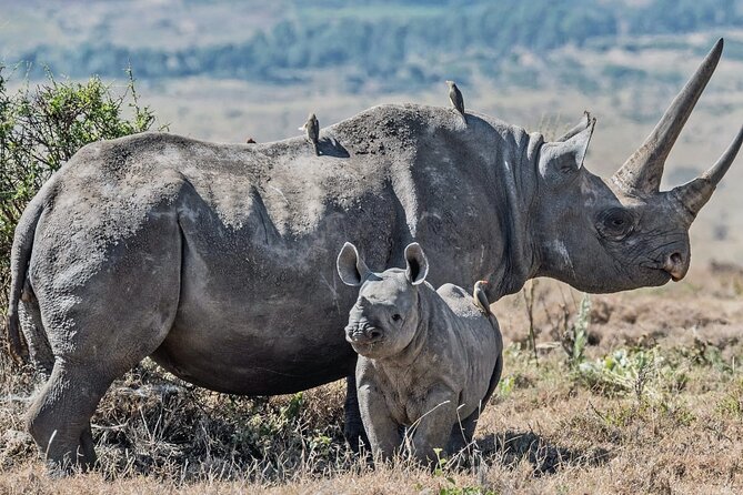 3 Days Tour Masai Mara Safari From Nairobi - Accommodation and Dining Experiences