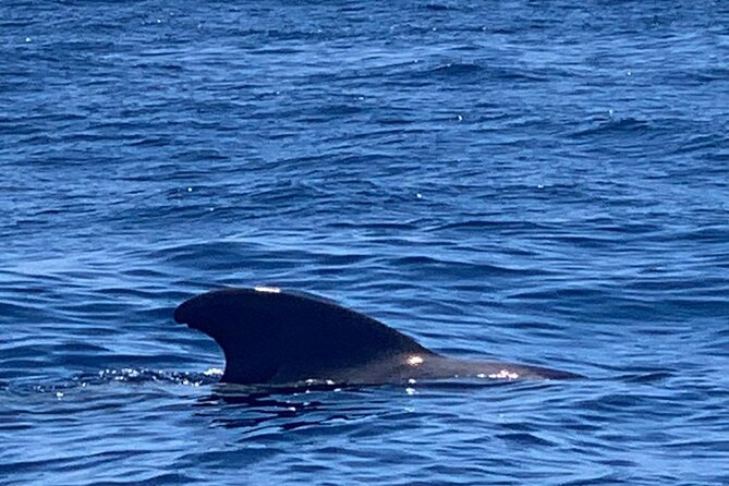 3-Hour Excursion to Puerto Colón Adeje to See Whales - Booking Information