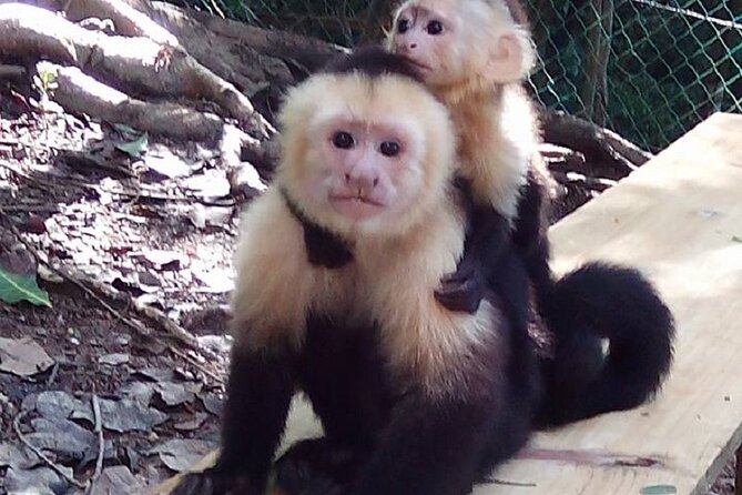3-Hours Private Tour in Roatan With Pick up - Final Verdict On This Stay