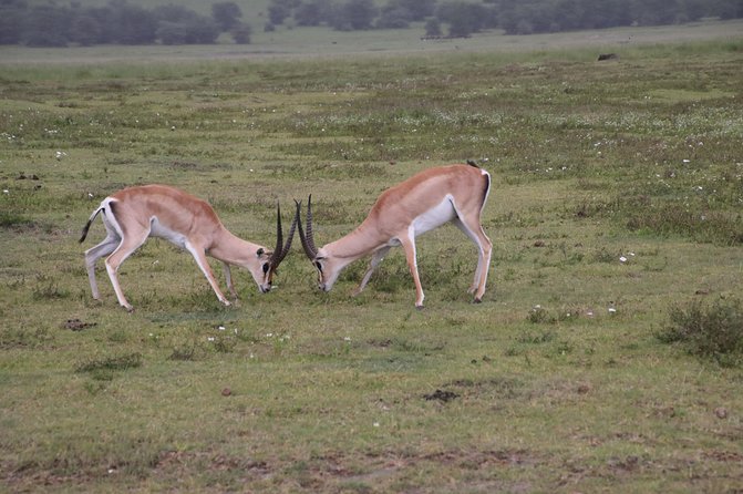 4 Day 3 Nights Tanzania Serengeti and Ngorongoro Safari - Exclusions to Consider