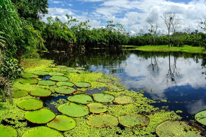 4-Day Amazon Jungle Tour From Iquitos - Health and Safety