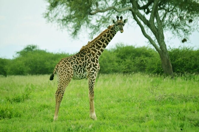 4-Day Camping on the Big Five Private Safari - Meeting and Pickup Information