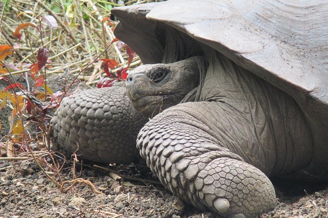 4-Day Galapagos Island Hopping Tour in Santa Cruz - Meet Up and Pickup