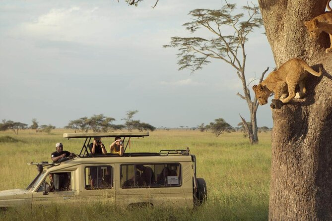 4 Day Great Migration Safari Serengeti & Ngorongoro Crater - Discovering Ngorongoro Crater
