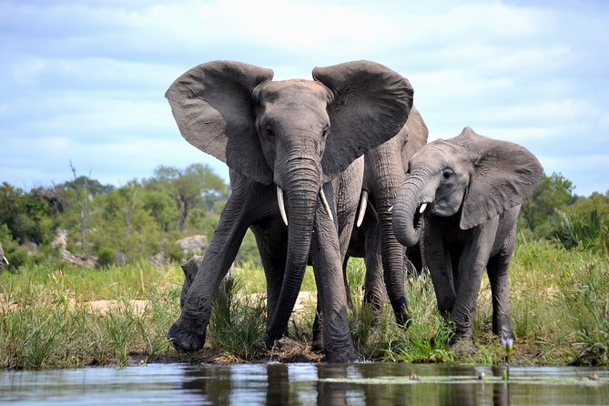4-Day Kruger National Park Safari From Johannesburg - Meeting and Pickup Information