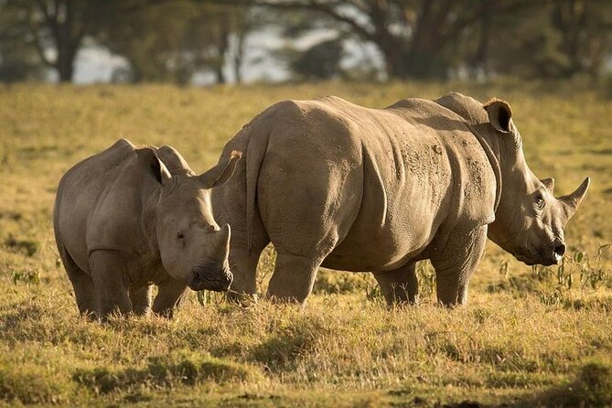 4-Day Masai Mara, L Naivasha and L Nakuru Safari - Accommodations and Comfort