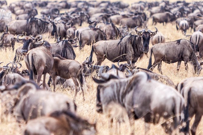 4-Day Masai Mara - Luxury Private Safari (Jeep) - Optional Activities
