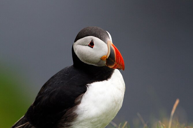 4-Day Mull, Iona and Staffa Puffin Experience From Edinburgh - Meeting and Departure Details