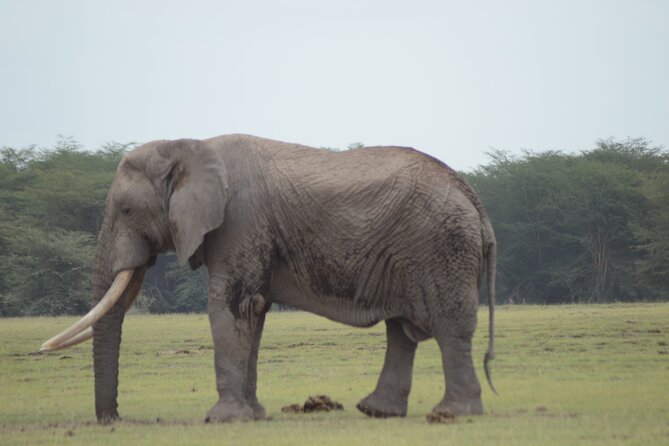 4 Day Private Masai Mara Flight Safari Tour From Nairobi - Inclusions and Exclusions