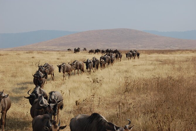 4-Day Private Tour in Masai Mara - Pickup and Accessibility