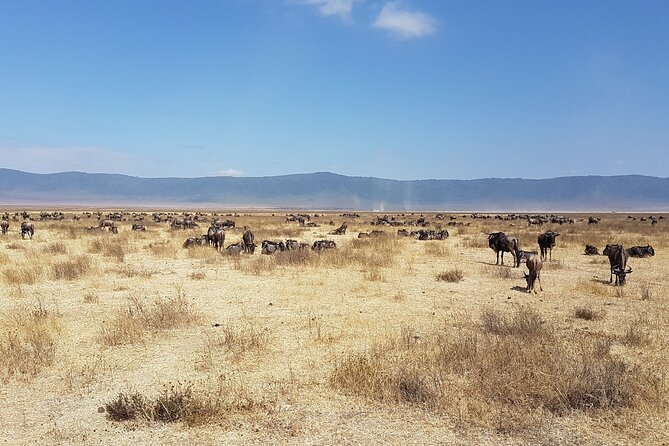 4-Day Safari From Arusha: Tarangire, Serengeti and Ngorongoro - Meeting and Pickup Details