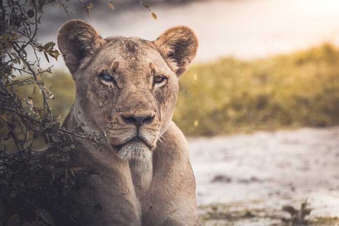 4 Day Safari- Tarangire,Ngorongoro and Serengeti - Safari Schedule