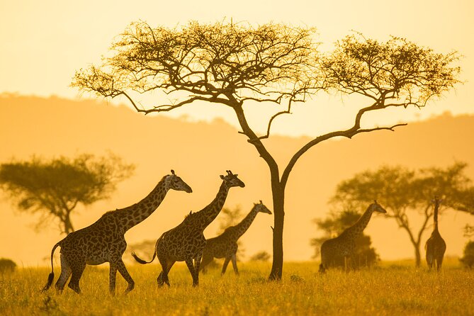 4-Day Small-Group Safari in Tarangire, Ngorongoro and Serengeti - Meals Included