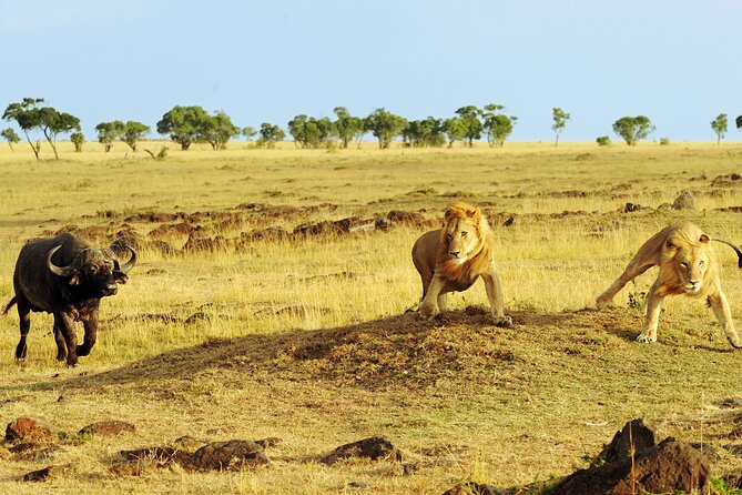 4 Days 3 Nights Safari- Tarangire, Serengeti and Ngorongoro Crater - Ngorongoro Crater