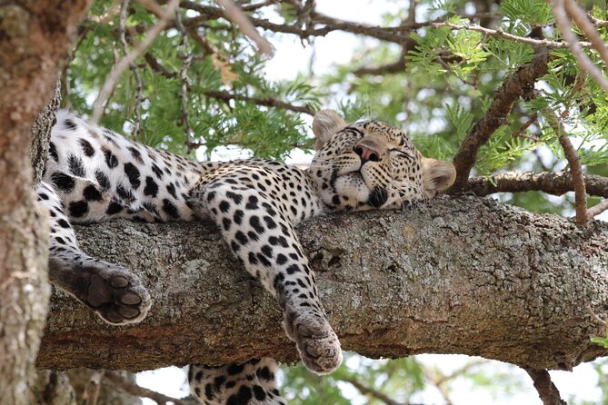 4 Days 3 Nights Tanzanian Budget Safari Tour - Pickup and Start Time