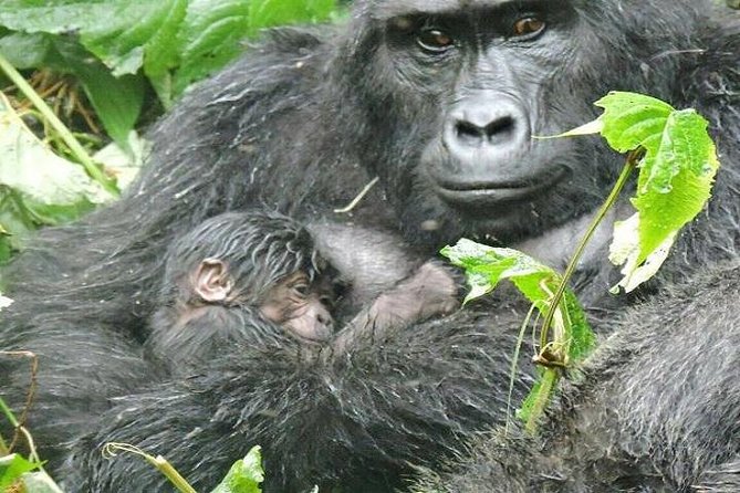 4 Days Gorilla Experience Uganda - Gorilla Trekking Adventure