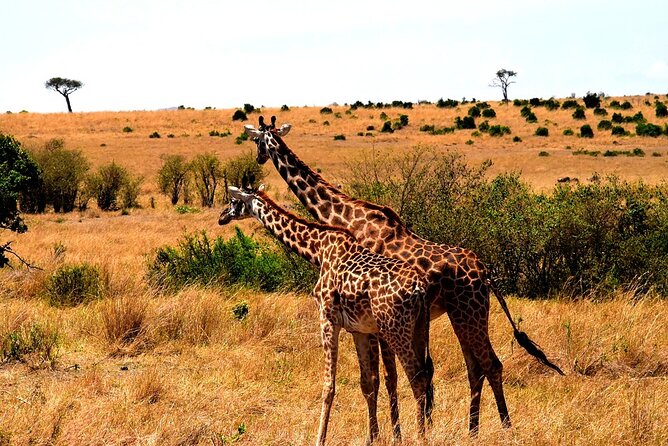 4 Days - Lake Manyara, Serengeti and Ngorongoro Crater - Pricing Details