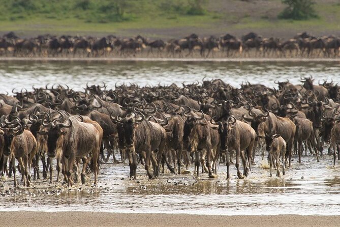 4 Days Lodges Serengeti, Ngorongoro Crater & Visiting Maasai - Accommodations and Meals