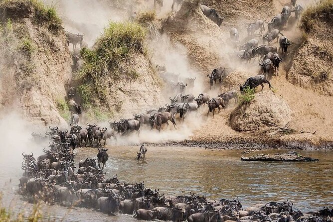 4 Days Mid Luxury Safari, Lake Nakuru and Masai Mara. - Reviews and Feedback