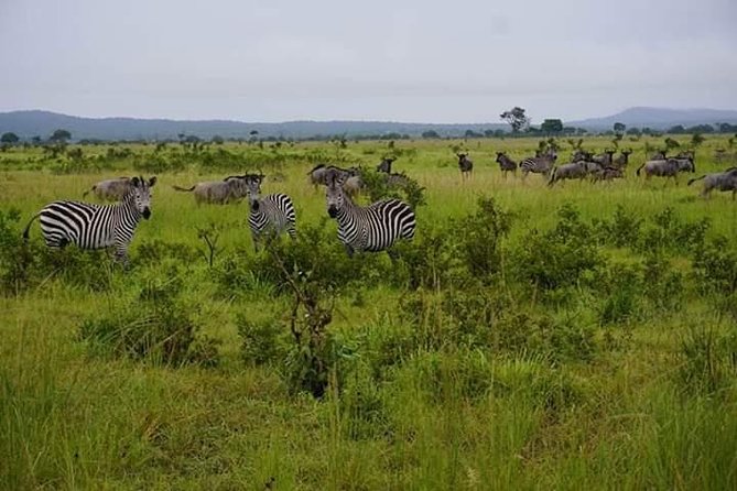 4 Days Mikumi & Udzungwa National Parks Safari - Fitness Requirements
