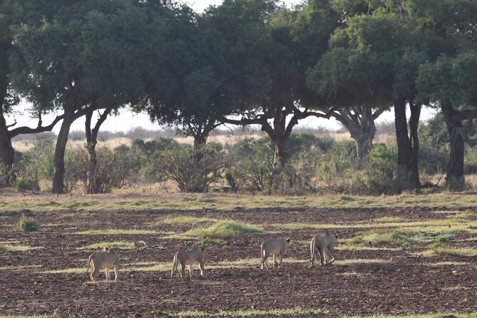 4 Days Safari to Amboseli N/P, Tsavo East N/P. - Health and Accessibility