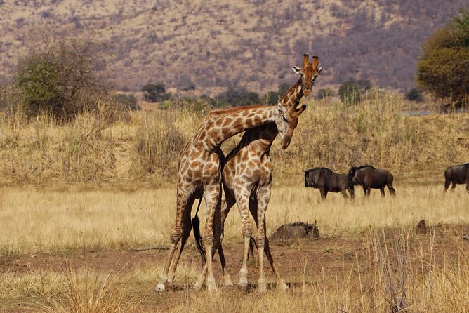 4 Days Tanzania Budget Group Join Safari- Serengeti & Ngorongoro - Itinerary and Logistics