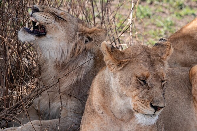 4 Days Tanzania Budget Safari - Meeting and Pickup