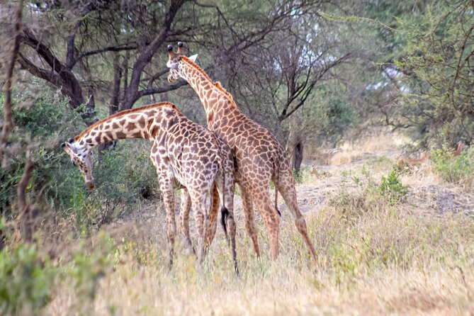 4 Days Tanzania Safari - Itinerary Day 1