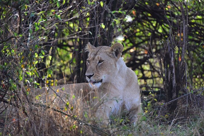 4 Days Tanzania Safari- Lake Manyara NP, Serengeti Np and Ngorongoro Crater - Accessibility and Participation