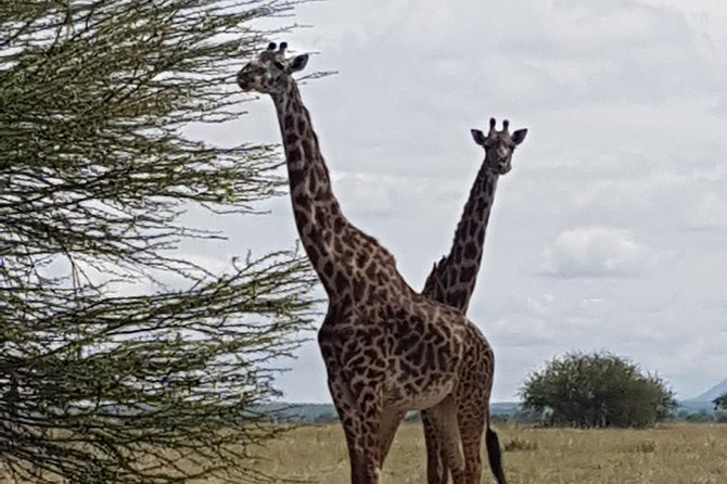4 Days Tarangire,Serengeti & Ngorongoro Crater Budget Lodge Safari Tour Tanzania - Guide and Transportation