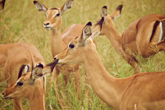 4 Days Tarangire,Serengeti & Ngorongoro Mid Range Camping Safari Tour Tanzania - Camp Facilities and Gear