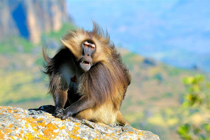 4 Days Tour to North Part of Ethiopia - Tour Specifications
