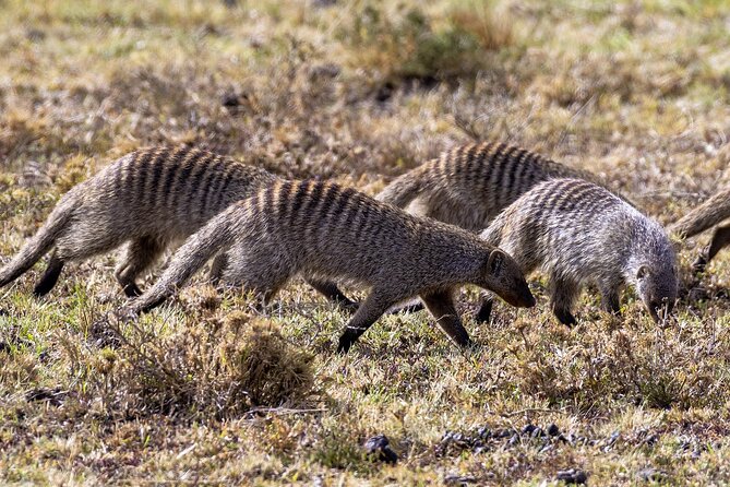 4 Days Wildebeest Lake Nakuru Masai Mara Safari - Exclusions