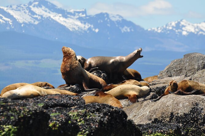 4 Hour Covered Boat Whale and Wildlife Tour - Cancellation Policies