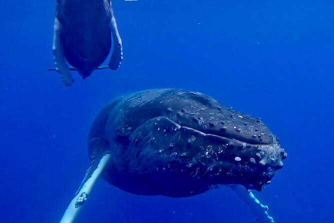 4-Hour Private Charter Adventures in Kona Coast - Meeting and Pickup Details