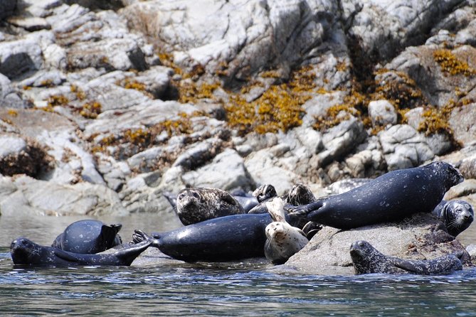 4 Hour Zodiac Whale and Wildlife Tour - Whats Included