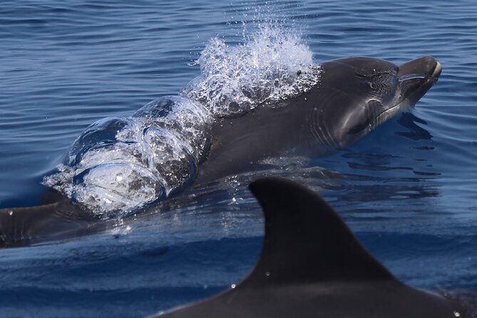 4 Hours Dolphin Watching Tour in Porto Empedocle - Booking Information