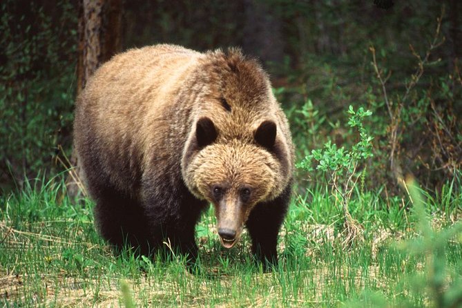 5.5-Hour Jasper Wildlife and Waterfalls Tour With Maligne Lake Cruise From Jasper - Tour Experience