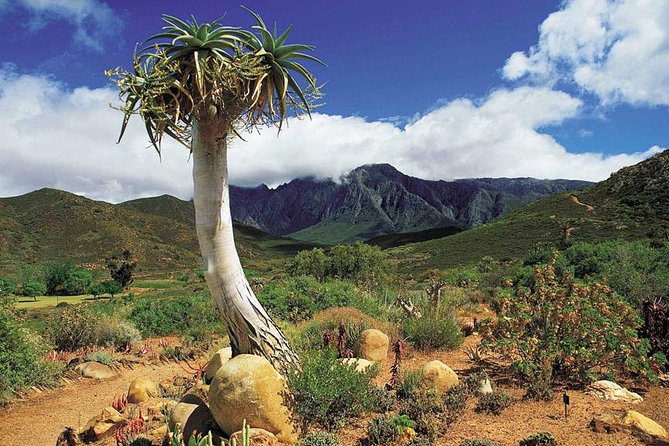 5 Day Cape to Addo Safari - Garden Route Small Group Tour - Entrance Fees and Meals