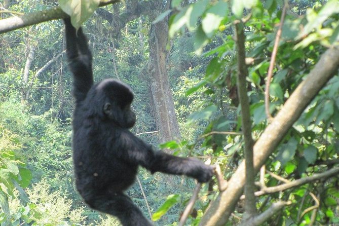 5 Day Gorillas, Wildlife and Kalinzu Forest Chimp Trek - Wildlife Encounters in Queen Elizabeth