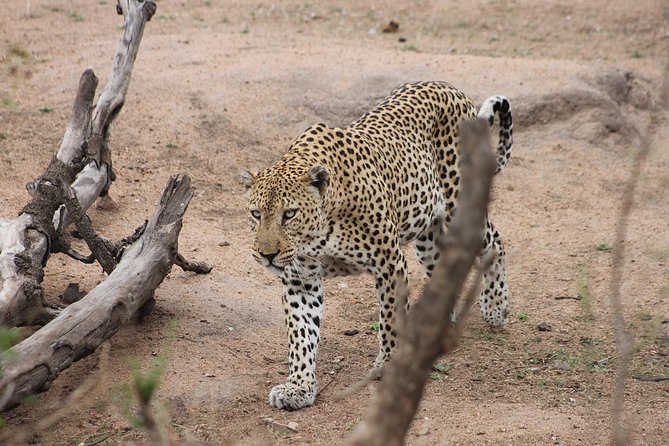 5 Day Kruger National Park Tour - Immersive Nature Walks