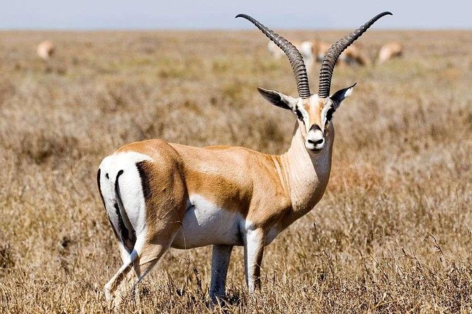 5 Day Mid Range Tanzania Safari - Wildlife Encounters