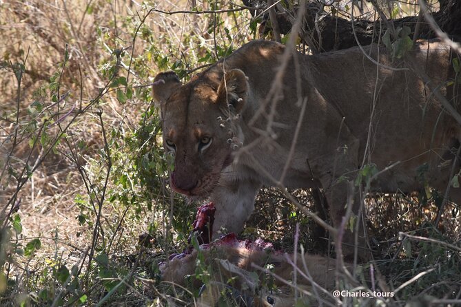 5-Day Private Safari in Serengeti Np & Ngorongoro Crater - Wildlife Encounters