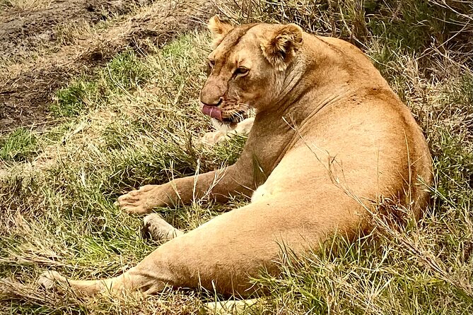 5-Day Private Safari in the Serengeti With Accommodation - Accommodation Options