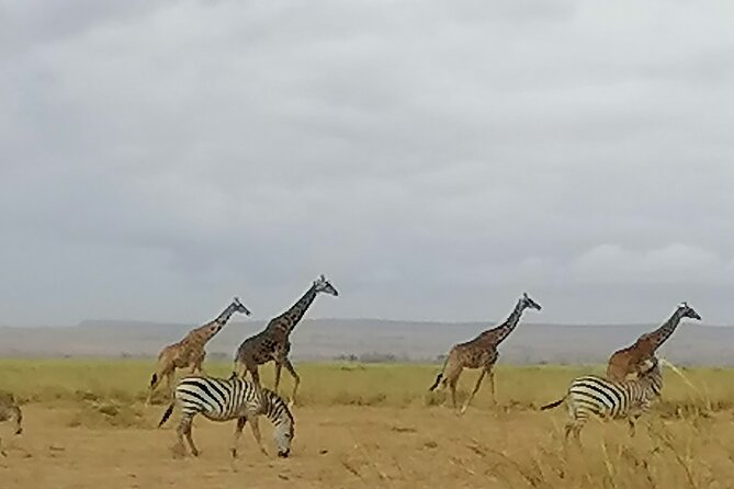 5-Day Safari in Maasai Mara, Lake Nakuru and Naivasha - Safari Highlights and Experiences