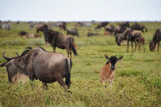 5 Day Serena Luxury Tanzania Safari - Accommodation Details